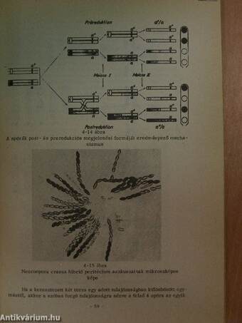 Genetika gyakorlatok