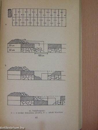 Szőlőtermesztés a házikertben