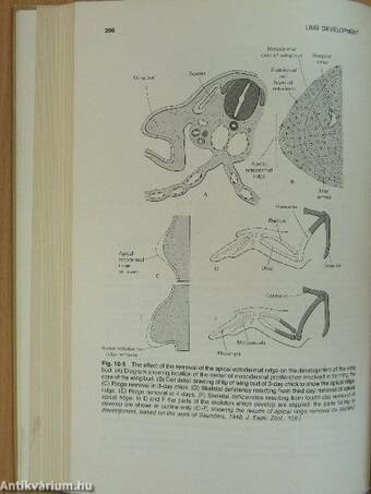 Patten's Foundations of Embryology