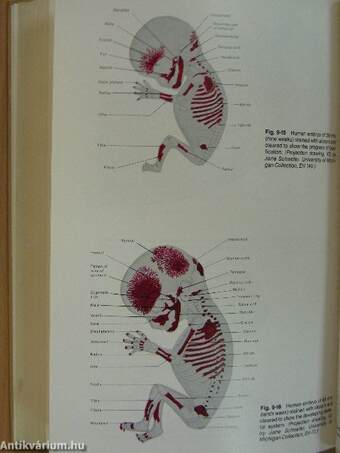 Patten's Foundations of Embryology