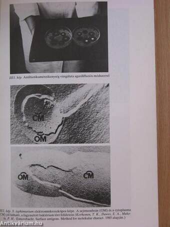 Salmonellosis a mindennapi gyakorlatban