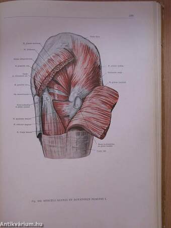 Az ember anatómiájának atlasza I. (töredék)