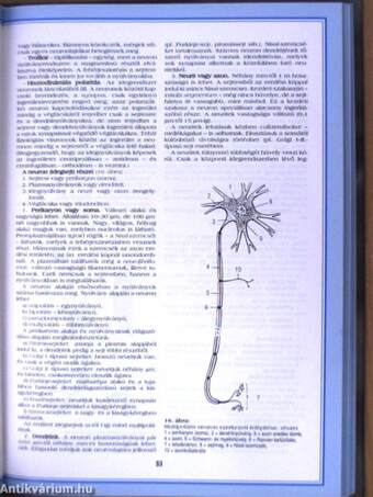 Funkcionális anatómia