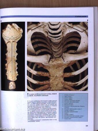 A humán anatómia színes atlasza