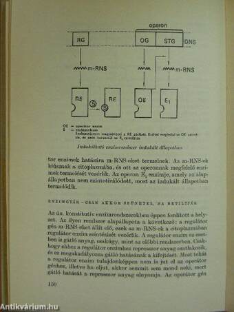 A kibernetika és az ember