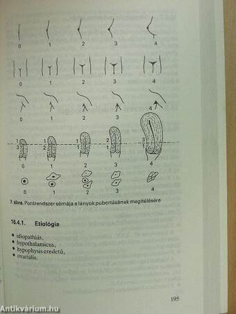 Terhesség és nőgyógyászati kórképek