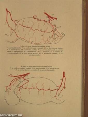 Az Agrártudományi Egyetem közleményei 1969.