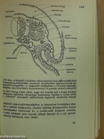 Functionalis anatomia 1-3.