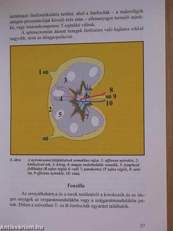 Allergo-immunológia gyakorló orvosoknak