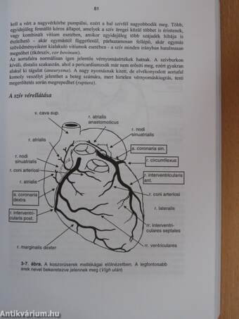 Klinikai anatómia