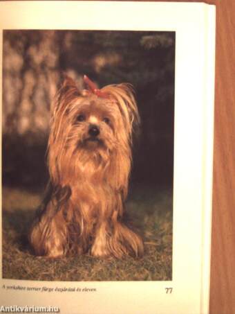 Yorkshire terrier