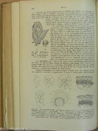 Lehrbuch der Botanik für Hochschulen