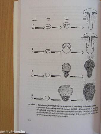 Bevezetés a mikológiába