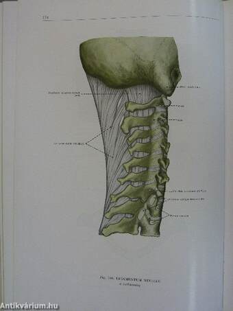 Az ember anatómiájának atlasza I-III.