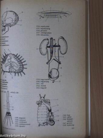 Biológiai korrepetitor