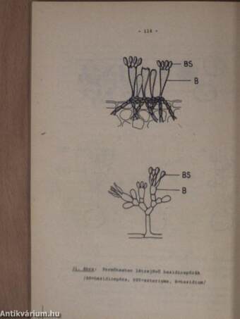 Növénykórtan I.