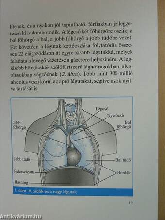 Fulladok, köhögök - COPD-s vagyok?