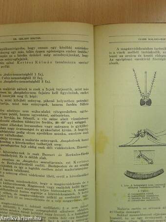 Természettudományi Közlöny 1926. január-december I-II.