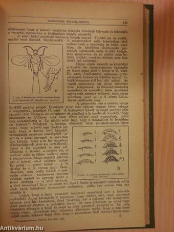 Természettudományi Közlöny 1924. január-december/Pótfüzetek a Természettudományi Közlönyhöz 1924. január-december