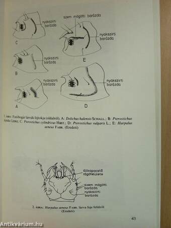 A mezőgazdaságilag művelt talajok gyakori rovarlárváinak határozója