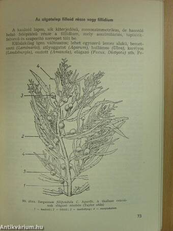 Az algák biológiája és gyakorlati jelentősége