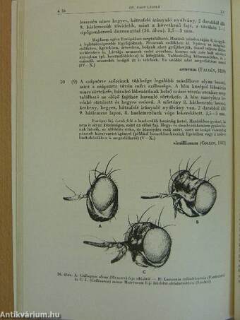 Korhadéklegyek-pajzstetűlegyek/Lauxaniidae-Chamaemyiidae