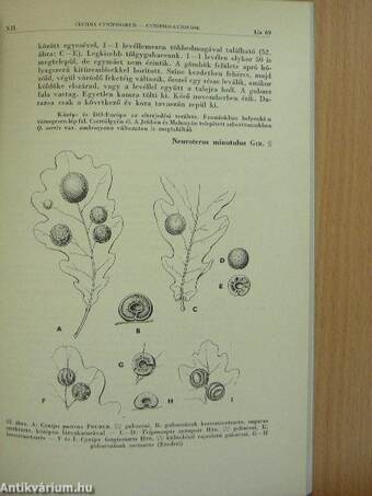 Cynipida-gubacsok