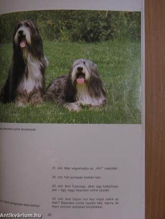 A bobtail és a bearded collie