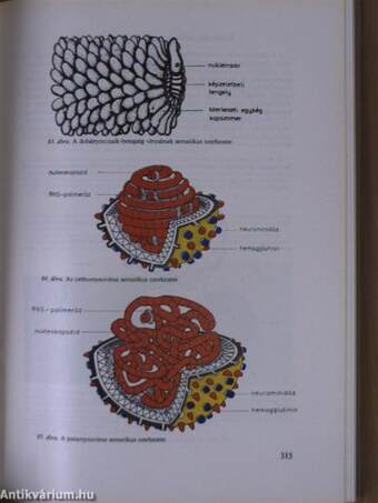 Orvosi mikrobiológia, immunitástan, parazitológia