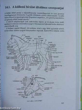 Általános állattenyésztés