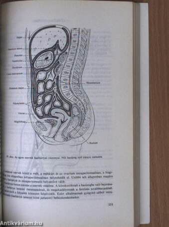 Az emberi test felépítése