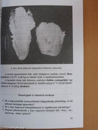 Zöldségtermesztés III.