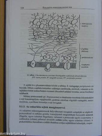 Általános mikrobiológia