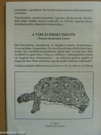 A teknősök és gondozásuk