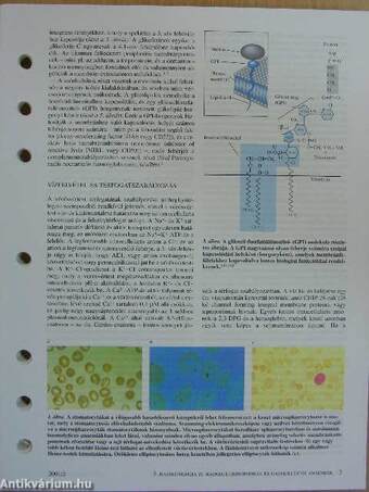 OrvosTudomány 2001. augusztus