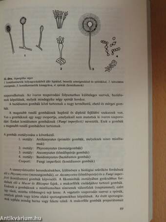 A szennyvíztisztítás mikrobiológiája