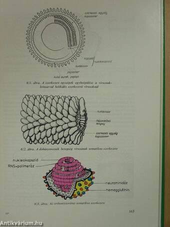 Mikrobiológia