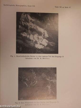 Biologie der Aggteleker Tropfsteinhöhle "Baradla" in Ungarn