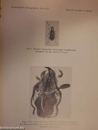 Biologie der Aggteleker Tropfsteinhöhle "Baradla" in Ungarn