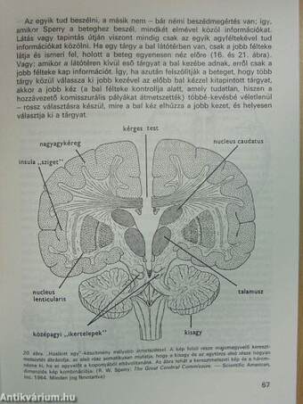 A pszichológia alapkérdései