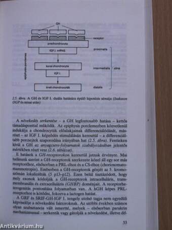 Gyermekendokrinológia algoritmusokkal