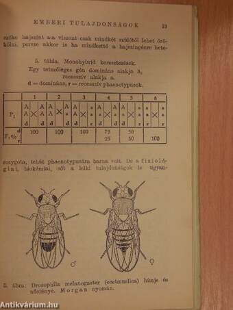 Az örökléstan alapismeretei