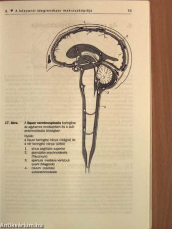 Vezérfonal a neuroanatómiához