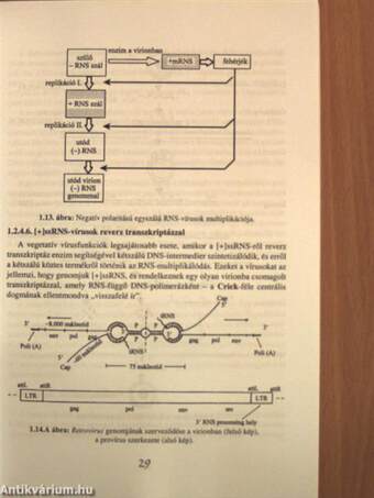 A mikrobiológia alapjai