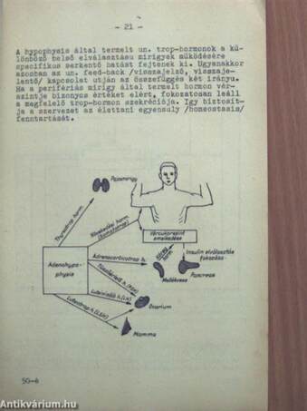 Biológiailag aktív peptidek