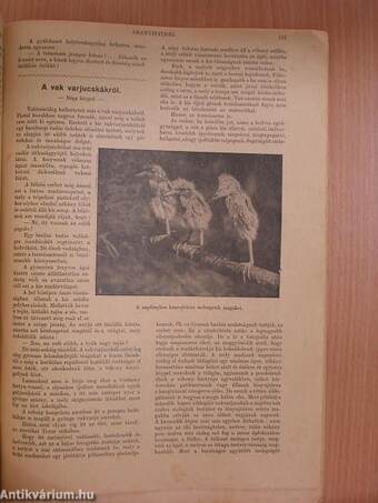 Tolnai Világlapja 1908. deczember 27./Házi Kincstár 1908. decz./Arany Ifjúság 1908. deczember 26./Nő mint háziorvos