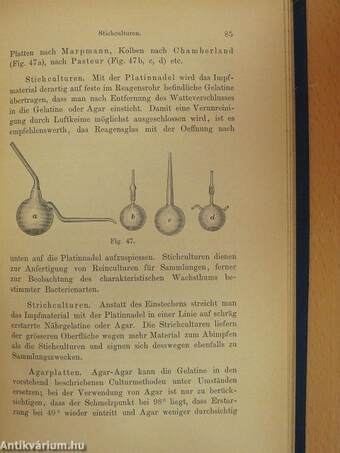 Einführung in das Studium der Bacteriologie