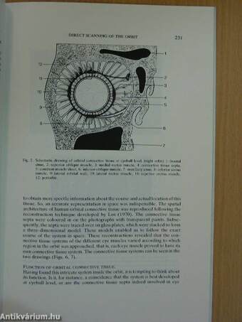 CT-scanning and anatomy