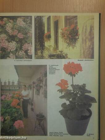 Kertbarát Magazin 1983. (nem teljes évfolyam)/1984-1985. Tavasz-Tél