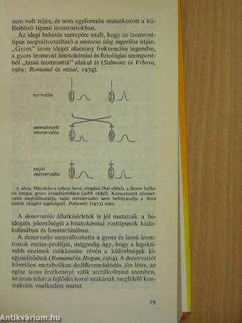 A neuromusculáris megbetegedések diagnosztikája és terápiája